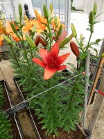 [5110 RedTwin DJ No01.JPG]